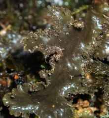 Peltigera pacifica