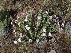 Stellera chamaejasme