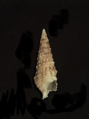 Cerithium atratum