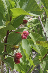 Lonicera involucrata involucrata