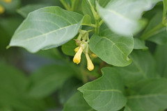 Lonicera involucrata involucrata