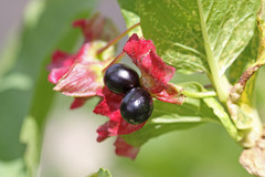 Lonicera involucrata involucrata