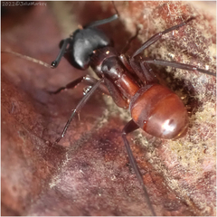 Camponotus sansabeanus