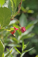 Lonicera involucrata involucrata