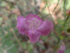 Agalinis homalantha
