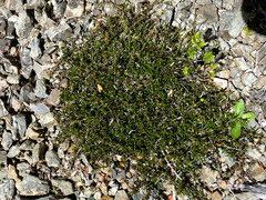 Coprosma cheesemanii