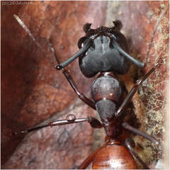 Camponotus sansabeanus