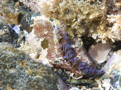 Pteraeolidia ianthina