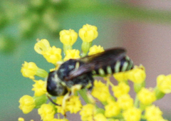 Crabroninae