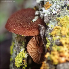 Tubariaceae