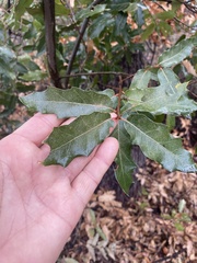 Quercus emoryi