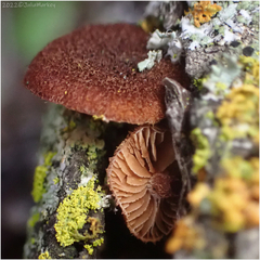 Tubariaceae