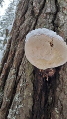 Fomitopsis