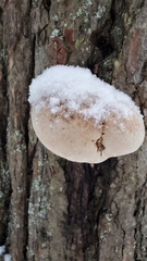 Fomitopsis
