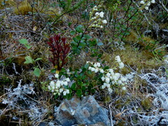 Gaultheria crassa
