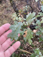 Quercus gravesii