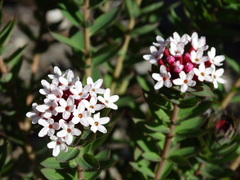 Stellera chamaejasme