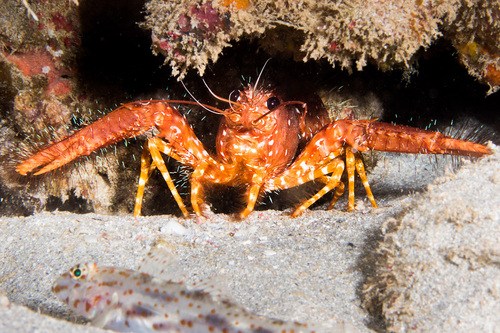 Hawaiian Red Lobster