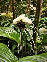Tacca integrifolia