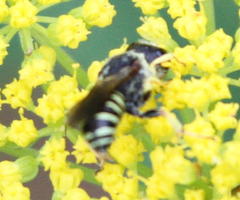 Crabroninae