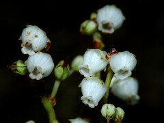 Gaultheria crassa
