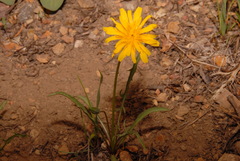 Nothocalais alpestris