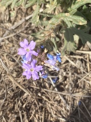Glandularia wrightii