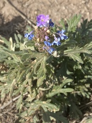 Glandularia wrightii