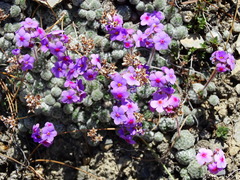 Androsace jacquemontii robusta