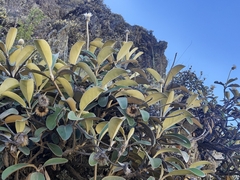 Pachystegia insignis