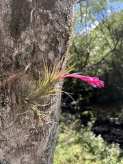 Tillandsia tenuifolia