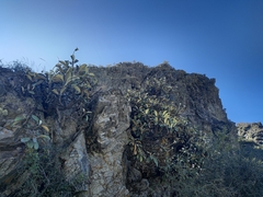 Pachystegia insignis