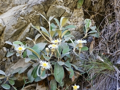 Pachystegia insignis