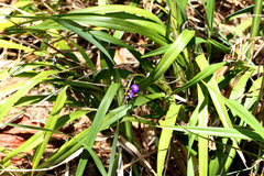 Dianella congesta