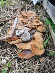 Fungi