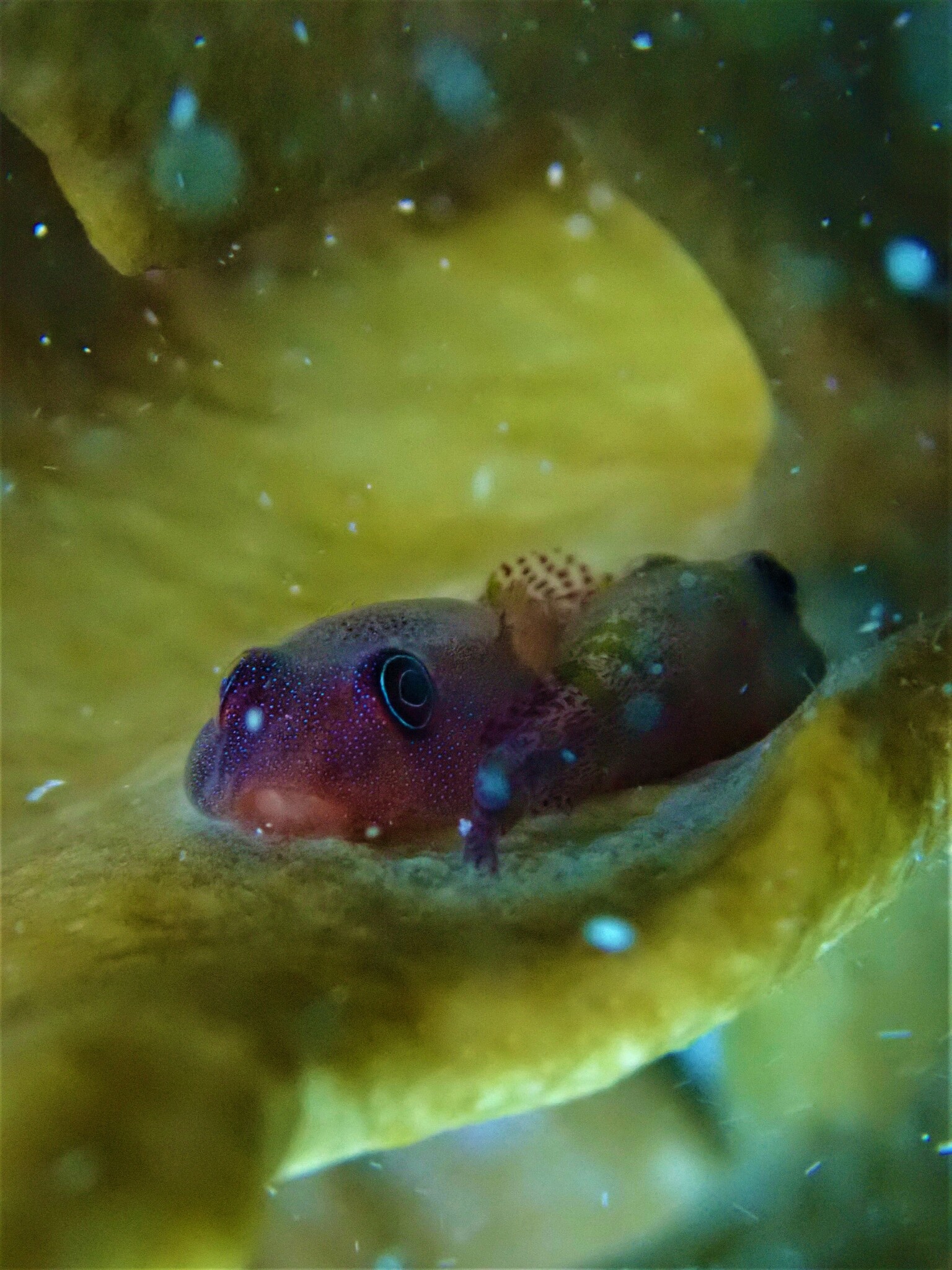 Papillate Clingfish photo 2