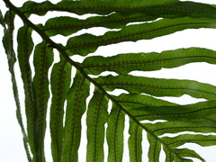 Serpocaulon attenuatum