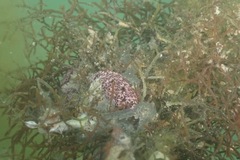 Botrylloides diegensis