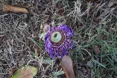 Passiflora laurifolia