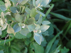 Atriplex halimus