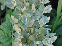 Atriplex halimus