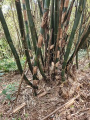 Bambusa oldhamii