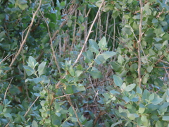 Atriplex halimus
