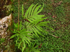 Serpocaulon attenuatum