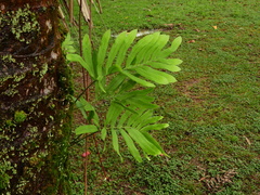 Serpocaulon attenuatum