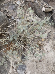 Sphaeralcea ambigua