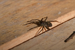 Arctosa subamylacea