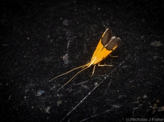 Crocanthes micradelpha