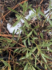 Penstemon fruticosus