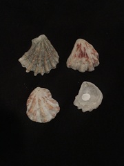 Plicatula gibbosa